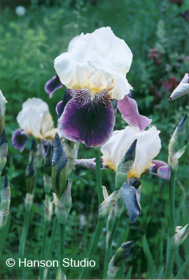 Max's Purple Iris